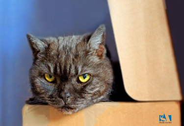 gatto grigio con occhi giallo intenso e sguardo arrabbiato esce da uno scatolone. Primo piano.