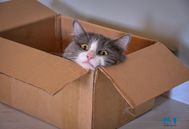 gattino bianco e grigio che esce da una scatola solo con la testa